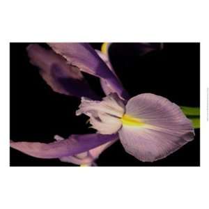  Sweet Iris I by Renee Stramel 22x15 Patio, Lawn & Garden