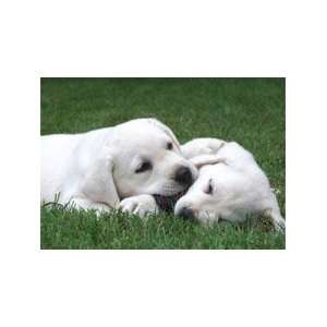 DrD4Dogs Greeting Card   No Caption