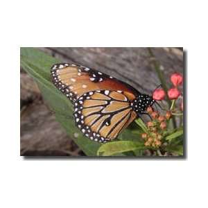   Gilippus Butterfly Tamaulipas Mexico Giclee Print