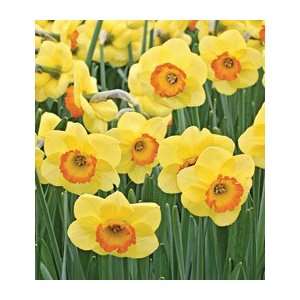  Narcissus Bantam Patio, Lawn & Garden
