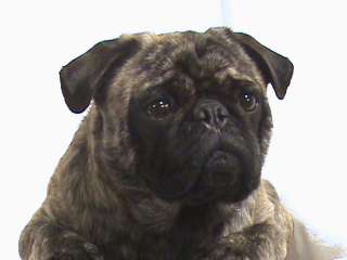   Is LORD PUGSLEY OF SIMOE our handsome male brindle Pug born Dec 2007