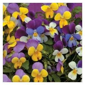  Viola Seeds Sweeties Patio, Lawn & Garden