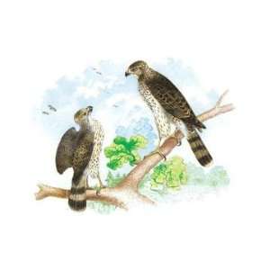   Hawk) with Broad Wing Hawk 28x42 Giclee on Canvas