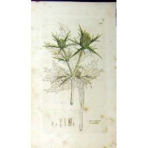  Sowerby Botanical Print Eryngium Campestre Thistle