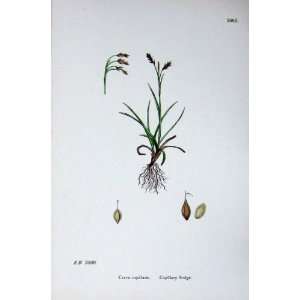   Botany Plants C1902 Capillary Sedge Carex Capillaris