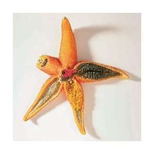 Model, Starfish Dissection, Life Sized, 3 Dimensional  