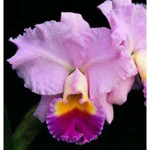 Cattleya Horace Maxima AM/AOS  Grocery & Gourmet Food