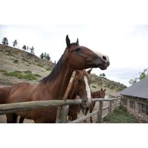  Horse at a Montana Dude Ranch   16x20   Fine Art Gicl  e 