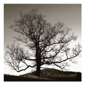  Solemn Tree Giclee Poster Print by Erin Clark, 46x46