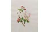 Botanical Apple Cherry Blossom Watercolour Painting  