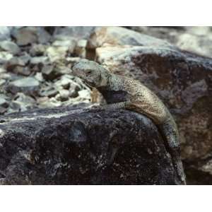  Chuckwalla Lizard (Sauromalus Obesus) on Rock, Arizona 