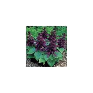  Salvia Salsa™ Purple Seeds Patio, Lawn & Garden