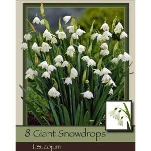  Giant Snowdrop Pack of 8 Bulbs Patio, Lawn & Garden