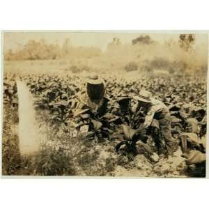  Photo Hayward and Harry Bentley suckering the tobacco 