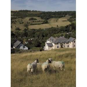  Sheep, Woodmancote Village Viewed from Cleeve Hill, the 