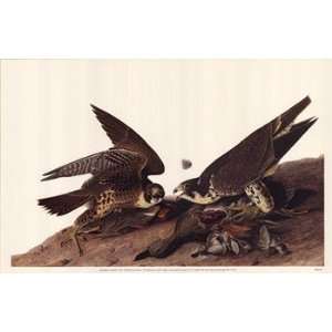  Peregrine Falcon   Poster by John James Audubon (17x11 