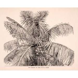  1893 Wood Engraving Heart Cocoa Palm Coconut Cocoanut 