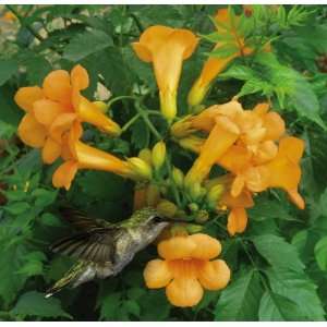  Golden Hummingbird Vine By Collections Etc Patio, Lawn & Garden