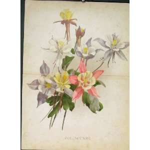  Columbines Flower Colour Antique Print Fine Art C1880 