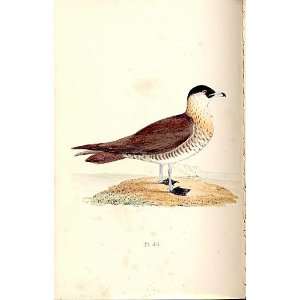  Pomerine Skua Meyer H/C Birds 1842 50