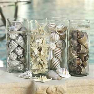  Conus Figulinus Shells in a Jar