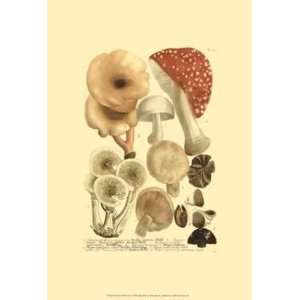  Weinmann Mushrooms I   Poster by Johann Wilhelm Weinmann 