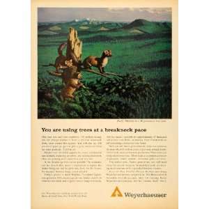 1964 Ad Weyerhaeuser Paper Tree Farm Pacific Martens   Original Print 