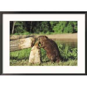  Beaver, Feeding on Tree He Just Cut Down, USA Collections 