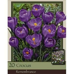  Remembrance Crocus Pack of 100 Bulbs Patio, Lawn & Garden