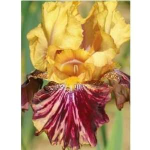  Reblooming German Iris Ziggy (Iris Germanica) 1 Gallon 