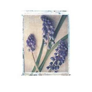  Grape Hyacinth Poster Print