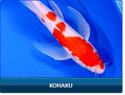 koi fish, butterfly koi fish items in Next Day Koi 