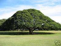MONKEY POD TREE (Samanea saman) 20 seeds  