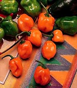 Habanero Pepper 4 Plants   Very, Very Hot  