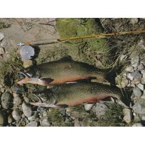  Two Fish Lie Next to the Fishing Pole That Caught Them 