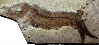 Large Fossils fishes in one plate Clupea sp.  