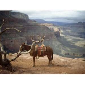  Saddled Mule and Scenic View of the Grand Canyon Stretched 