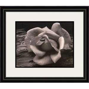 Rose and Driftwood by Ansel Adams   Framed Artwork 