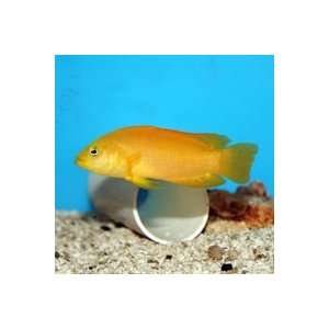  Pseudochromis fuscus Golden Dottyback