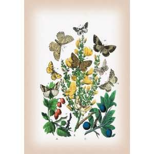 Moths Selenia Bilunaria Rumia Luteolata et al. 12x18 Giclee on canvas