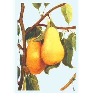 Exclusive By Buyenlarge Bartlett Pears 20x30 poster 