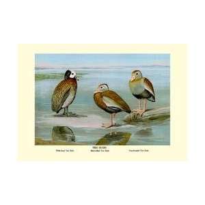 White faced Black bellied and Gray breasted Tree Ducks 12x18 Giclee on 