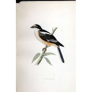  Masked Shrike Bree H/C 1875 Old Prints Birds Europe