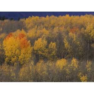  Aspen Grove in Fall, Victor, Idaho, USA Premium 