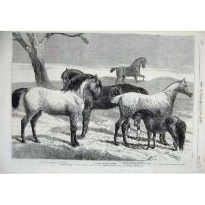   1866 Prize Horses Agricultural Islington Hack Pony Art