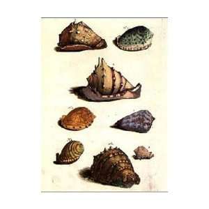  Shells Plate No.XXIII Poster Print