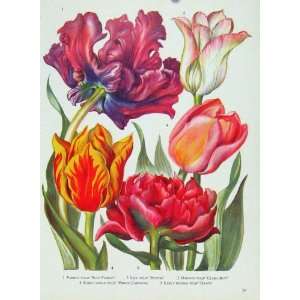   Parrot Tulip Lily Darwin Color Old Print Flower Plant