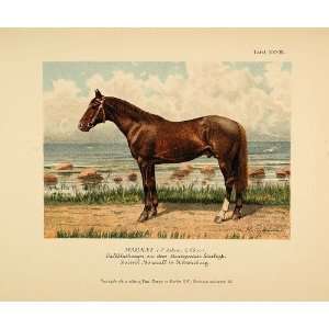  1896 Chromolithograph MAGNAT Russian Horse Stallion 