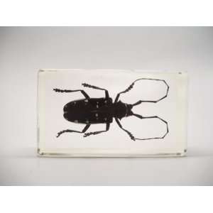 Spotted Longhorn Beetle Paperweight 