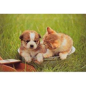  Animal Sweet little puppy and kitten 1000 Pieces Puzzles Toys & Games